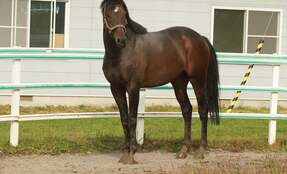 トウカイテイオーの血を絶やすな！　産駒と超良血牝馬との孫が来春誕生へ