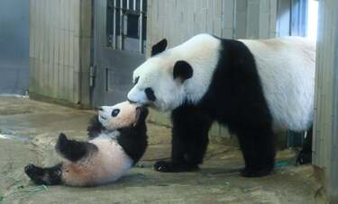 上野動物園パンダ4年ぶり出産！　園長が語っていた「双子」への期待と“かわいすぎる”シャンシャン成長記録