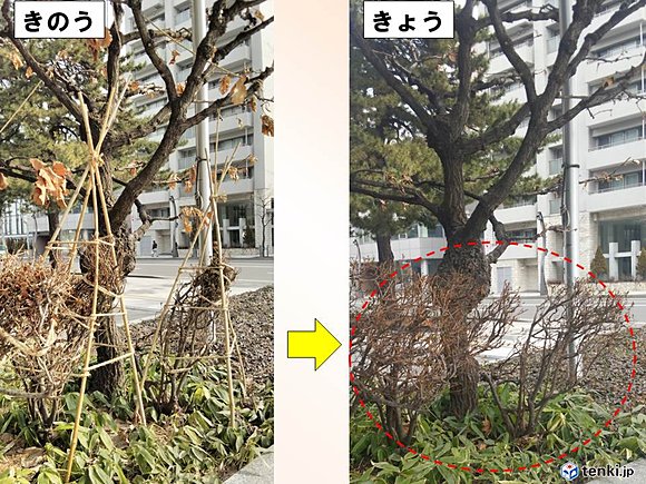 雪囲いの撤去された植物(2017年4月3日、2017年4月4日）　撮影：日本気象協会北海道支社 森和也