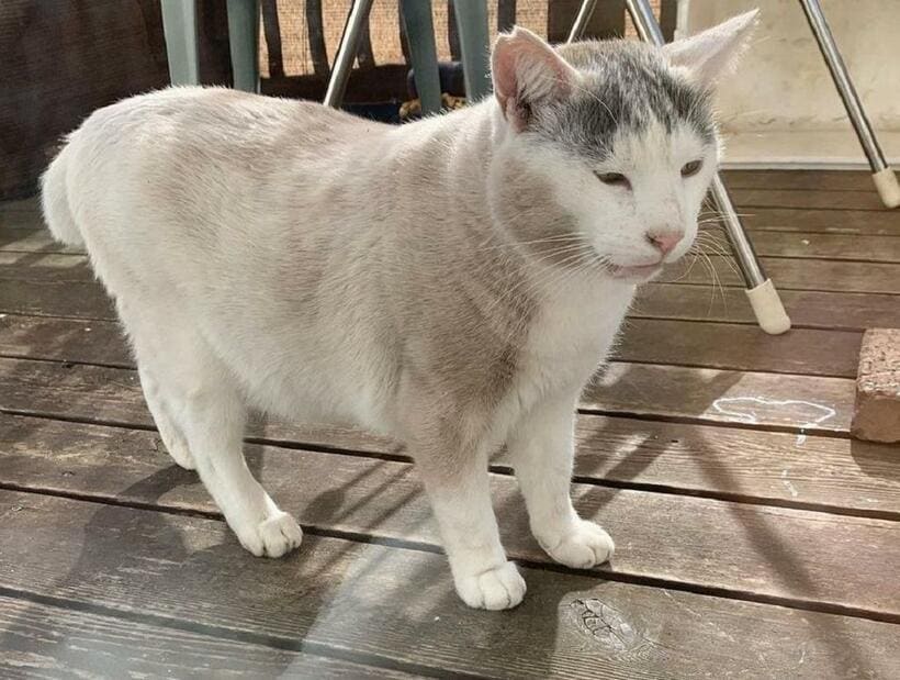 まるで違う猫になって散歩から戻ってきたボロ（提供）