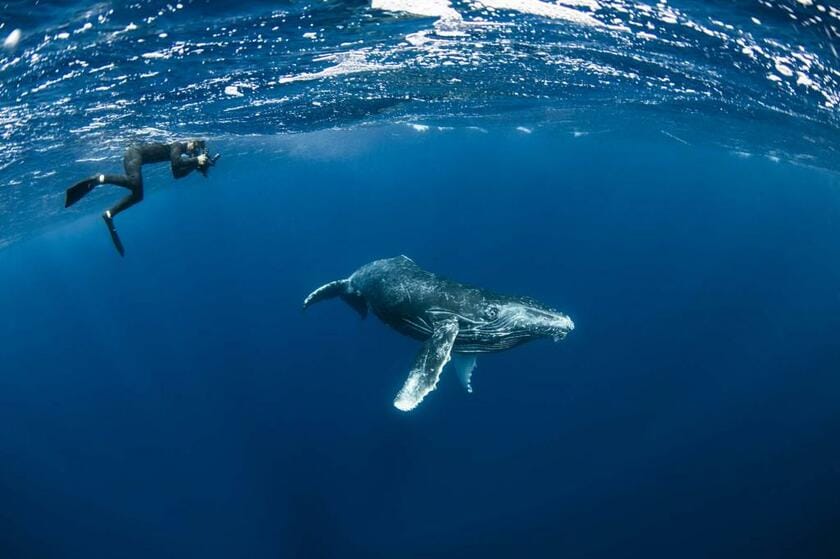 沖縄県・久米島で。冬になると出産、子育てのために北極圏から日本近海にやってくるザトウクジラ。子どもの個体でもはるかに人より大きい