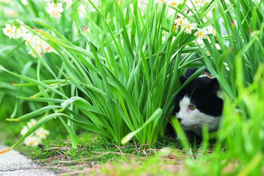 2019年、城ケ島で4枚とも別々の場所。じっくり散策すると多くの猫と出会うことができる
<br />