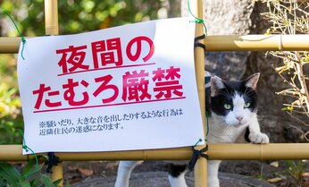 公園のハチワレ猫「おとといの集会、白熱しすぎたかもな」【沖昌之】