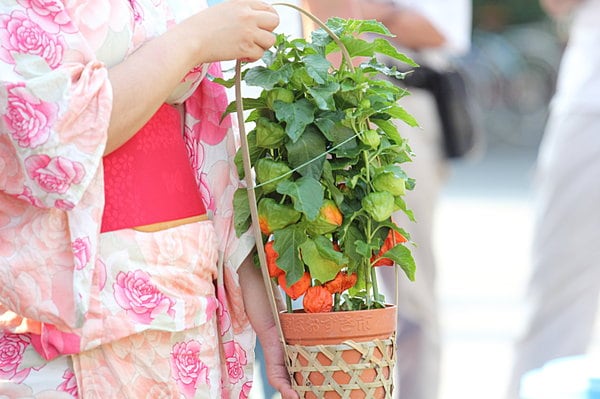 ほおずき市へはぜひ浴衣姿で…
