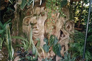 イタリア・フィレンツェのグロッタ庭園の木も、水木さんが撮ると妖怪の顔に見える。撮影は資料収集も兼ねているが、ふつうは目をとめない被写体が多く、やはり不思議な雰囲気の写真に仕上がる