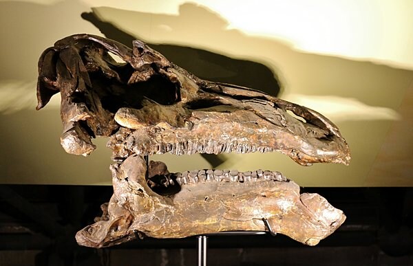「イグアノドン」の化石