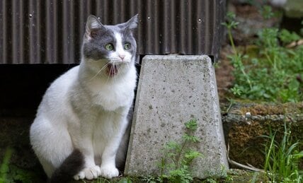 あくびのクセがすごすぎるグレ白猫さん「にゃ～、ふわぁああ～っ」【沖昌之】