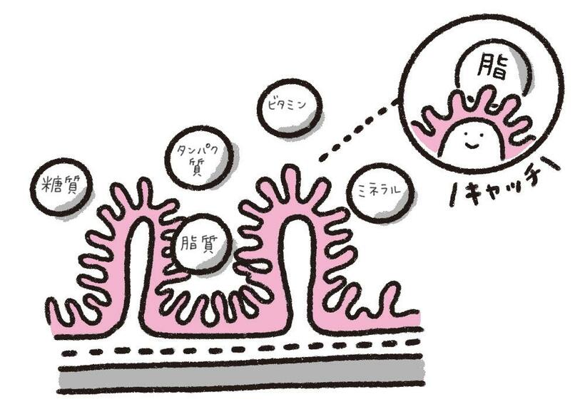 小腸のじゅう毛が栄養を吸収するイメージ