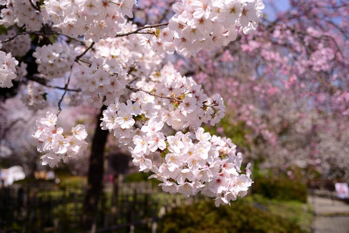 「福岡城さくらまつり」は3月下旬から開催