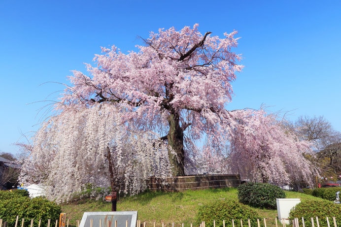 祇園の夜桜として有名な「円山公園」の枝垂れ桜