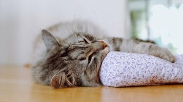 「猫にまたたび」に意外な効果　 なめたり噛んだりするワケを猫を科学する研究者に聞いた