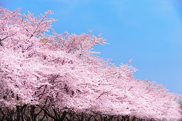 日本人がこよなく愛する桜の薄もも色。思わずうっとりしちゃいますね