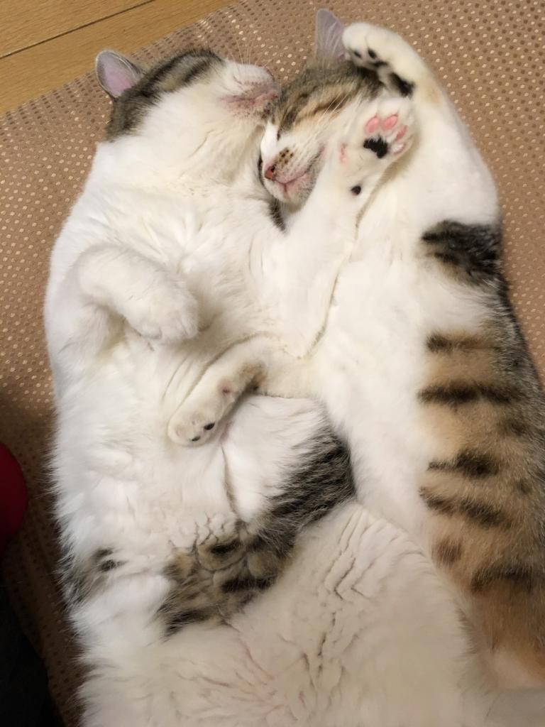 仲良しな姿に癒されて……（提供）