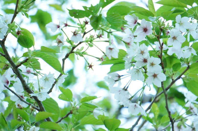 葉桜もきれいな染井吉野。八重桜は染井吉野の満開からやや遅れて見ごろを迎えます