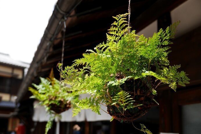 日本の夏の伝統インテリア・吊りしのぶ。河原左大臣の和歌はこちらと関連します