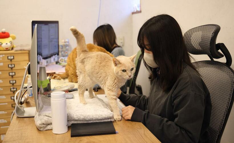 猫が自由に闊歩するqnoteのオフィス（撮影／写真映像部・松永卓也）