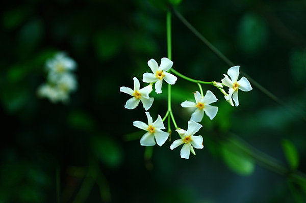 テイカカズラの可憐な白い花