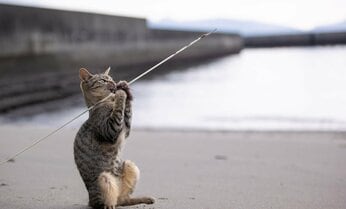 早朝トレーニングに励む猫、夢はでっかく「北口榛花選手みたいになりたいニャ」【沖昌之】