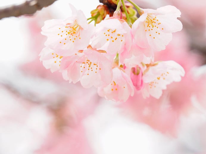 桜の花　サクランボのように花柄が長いのがわかります