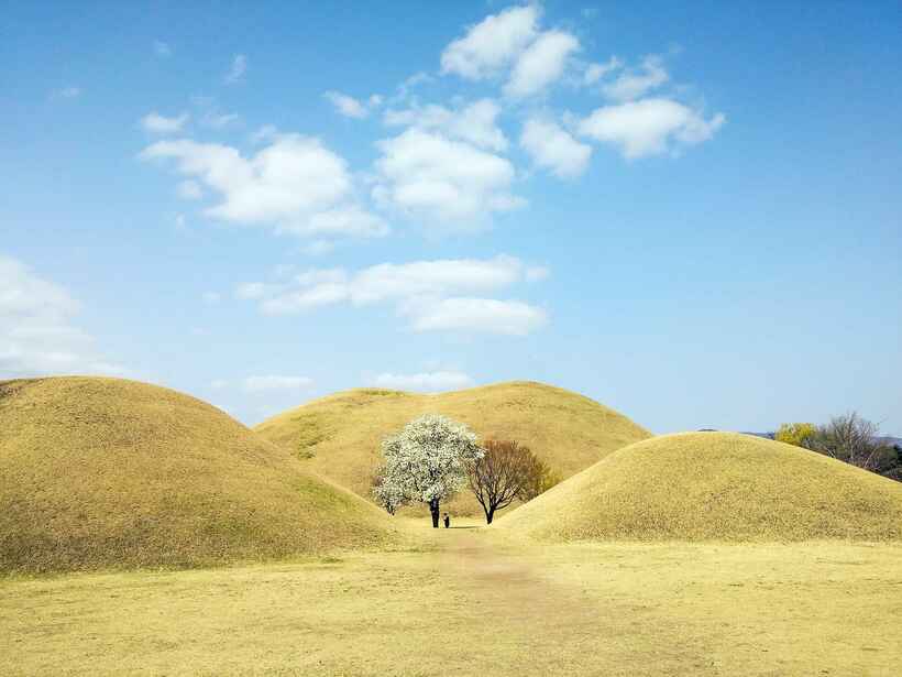 古墳と桜のコラボがバズって、大陵苑（テヌンウォン）で一番行列ができていたスポットがここ　photo 韓国観光公社