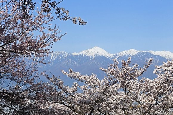 光城山からの眺望～桜の回廊から垣間見る残雪の北アルプス～（安曇野市観光協会提供）