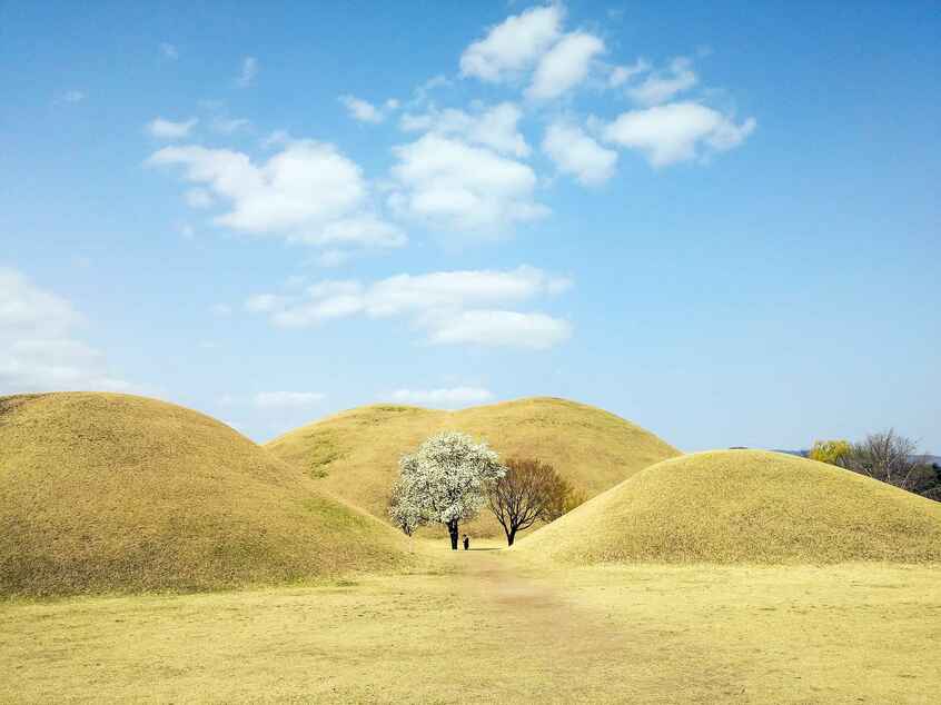 古墳と桜のコラボがバズって、大陵苑（テヌンウォン）で一番行列ができていたスポットがここ　photo 韓国観光公社