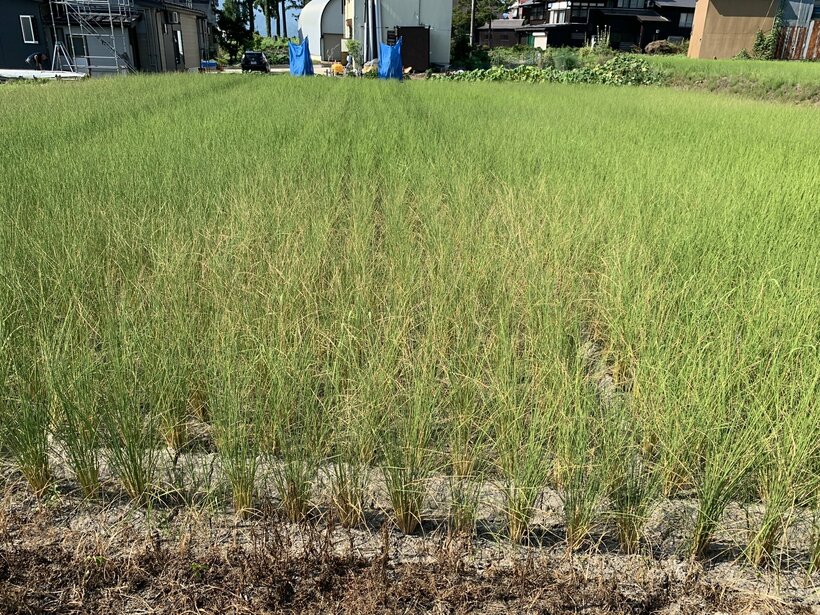 記録的な猛暑で干上がった水田＝新潟県南魚沼市・フエキ農園提供
