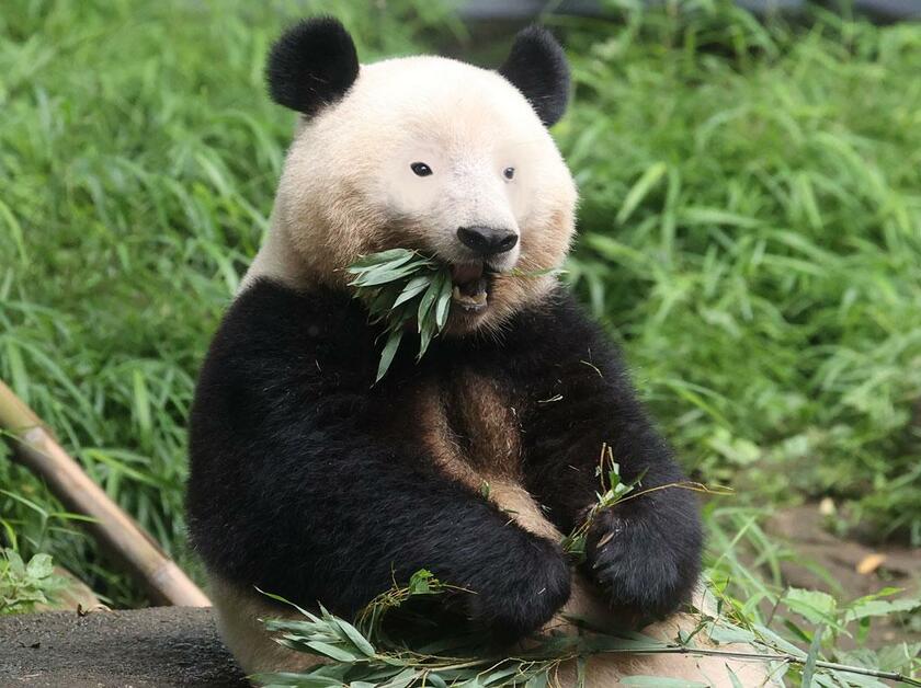 目の周りの模様をとると怖さも……（写真を加工しています）