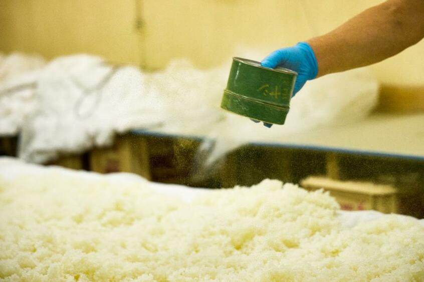 蒸し米にかけられる麹菌。米の中に菌が繁殖することで麹ができる
