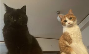抱っこは「これが最後だと思う」 目を合わせてもシャー!する超臆病2にゃんが心を開くまで