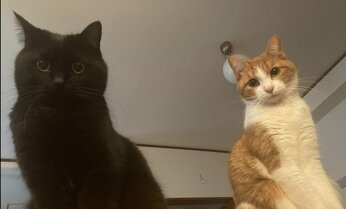 抱っこは「これが最後だと思う」 目を合わせてもシャー!する超臆病2にゃんが心を開くまで