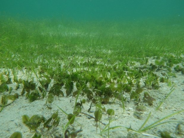 ひとくちに海草といってもいろいろな種類がある。辺野古でみられる海草は全部で７種類。そのすべてが環境省第四次レッドリスト（レッドデータブック2014）で準絶滅危惧種（NT）にリストアップされている。（※）