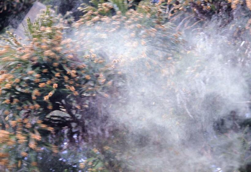 スギの木から飛散する花粉　（ｃ）朝日新聞社