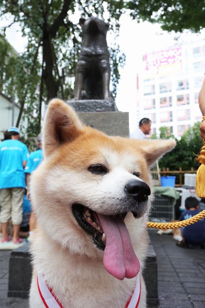 秋田犬の忠犬ハチ公は、１９２３年１１月１０日生まれ。今年で生誕９０周年。銅像はいまもなお渋谷駅のシンボルとなっている（撮影／倉田貴志）