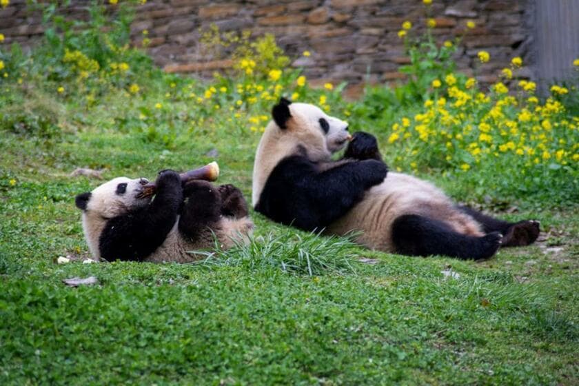 中国四川省にある中国ジャイアントパンダ保護研究センターのパンダ（写真：VCG／Getty Images）