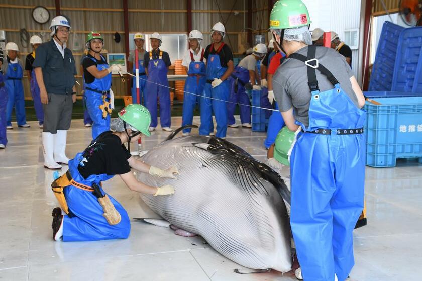 調査捕鯨で捕獲されたクジラ（ｃ）朝日新聞社