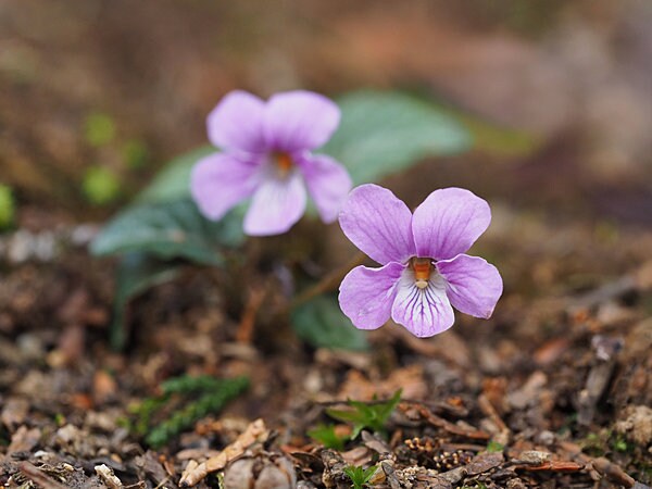 すみれの花の色から「菫外線」という名も