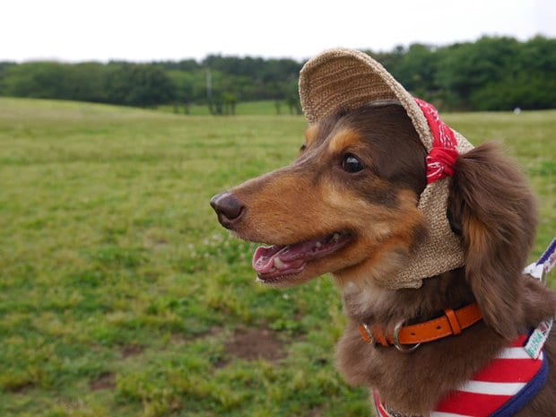 保護犬だった生吹ちゃん。頭頂部にやけどのような傷跡があり、紫外線から守るために帽子を購入した