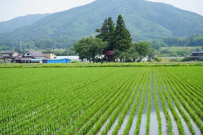 田植えを終えて