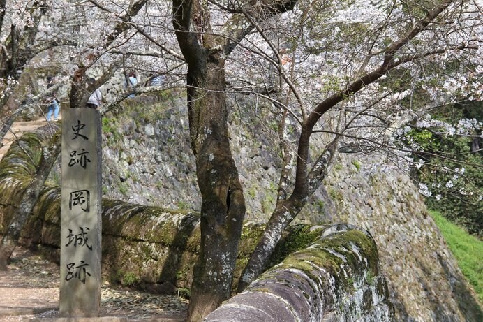 史跡・岡城跡にて咲き乱れる桜、桜、桜