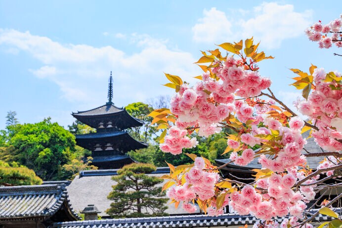 奈良、當麻寺の八重桜