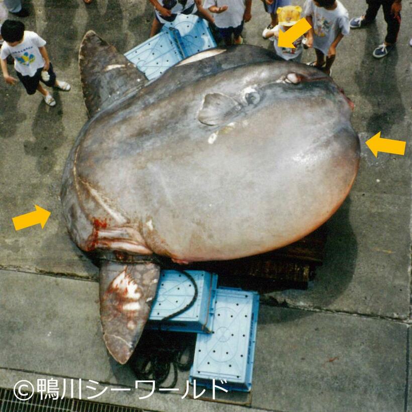 「世界最重量硬骨魚」としてギネス世界記録に認定された、1996年8月16日に千葉県鴨川市沖の定置網で漁獲された2300kgのウシマンボウ。3つの矢印はウシマンボウの形態的特徴を示す。（c）鴨川シーワールド