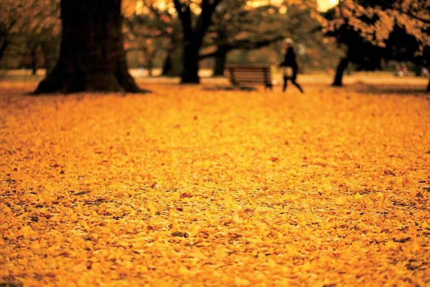 【写真C】画面の手前、一部だけにピントを合わせる
<br />被写体の距離、カメラの位置:中景から遠景、ローポジション/天候、時間、光線状態:晴れ、午後4時、逆光/カメラ:キヤノンEOS 5D MarkII/レンズ:タムロンSP90ミリF2.8DiMACRO1:1 VCUSD/絞り、シャッター速度:f2.8(絞り優先AE、+0.3補正)、500分の1秒/撮影感度:ISO200/ピント位置:画面下3分の1ライン/ホワイトバランス:日陰/フィルター:なし/仕上がり設定:風景モード/撮影地:東京都新宿区・新宿御苑(写真/福田健太郎)
<br />