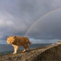 雨あがりの海沿いを歩く猫「虹の橋にいるみんな、元気かな~?」【沖昌之】
