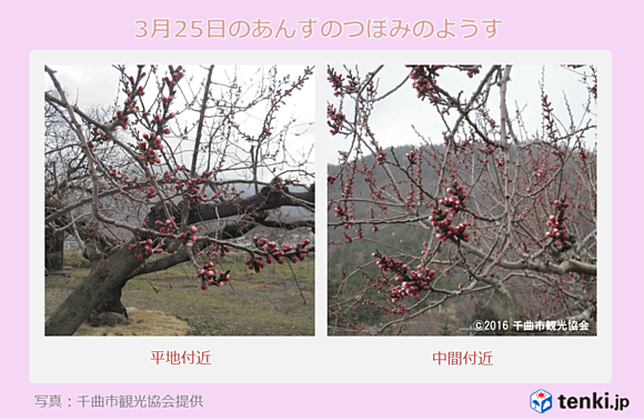 3月25日のあんずの里のようす（千曲市観光協会提供）