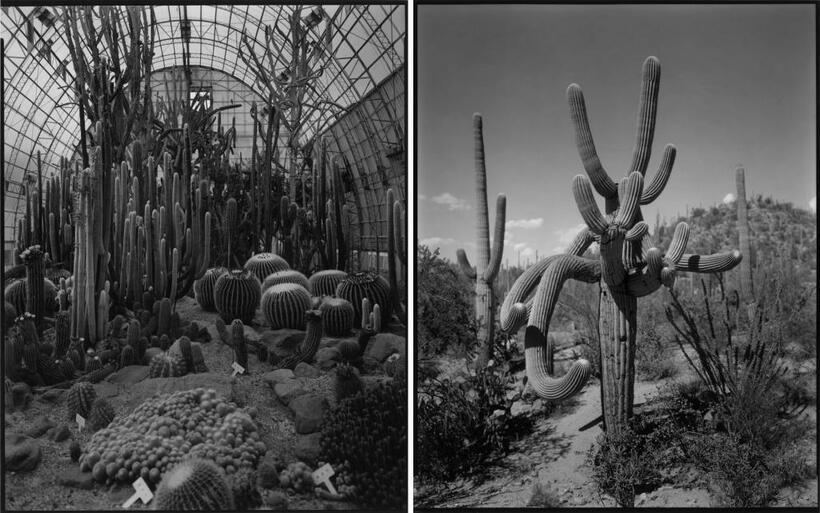 鳴子、Miyagi 2009（左）、Tucson, AZ 2019（撮影：三好耕三）