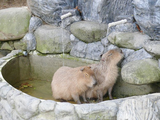 打たせ湯を満喫する？カピバラ。気持ちよさそうだ（愛媛県立とべ動物園提供）