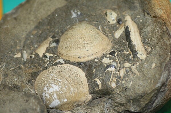 化石発掘体験では貝化石を発掘できるかも！？※画像はイメージ