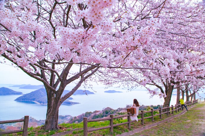 紫雲出山の桜（香川県）