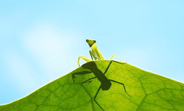 聖なる虫のカマキリが悪役になったワケ・七十二候「蟷螂生（かまきりしょうず）」 | AERA dot. (アエラドット)